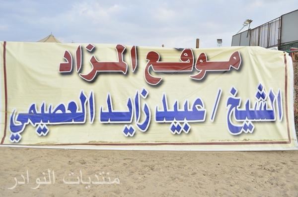  افتراضي مزاد مراح النوادر لمالكه الشيخ / عبيد بن زايد العصيمي الجمعه 2/ 3 / 1435هـ